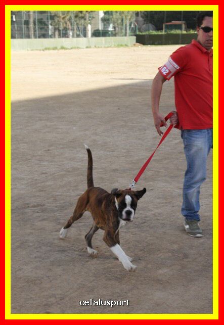 180311 mostra_canina 131.jpg